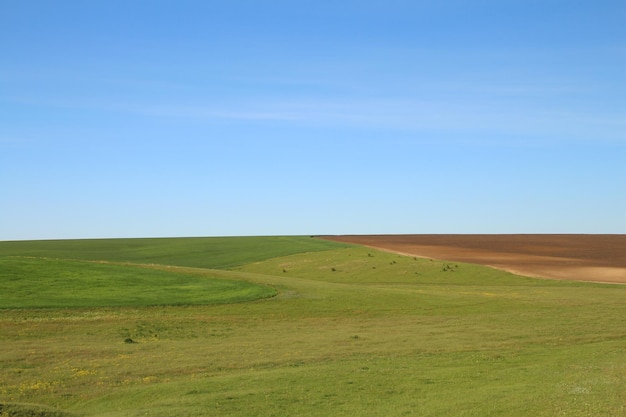 a field with a few trees and a blue sky with a few clouds