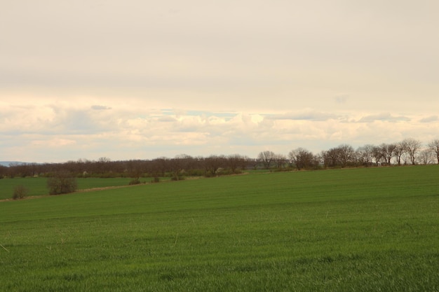 a field with a few trees and a cloudy sky