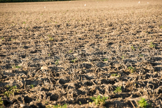 Photo a field with a field of plowed soil