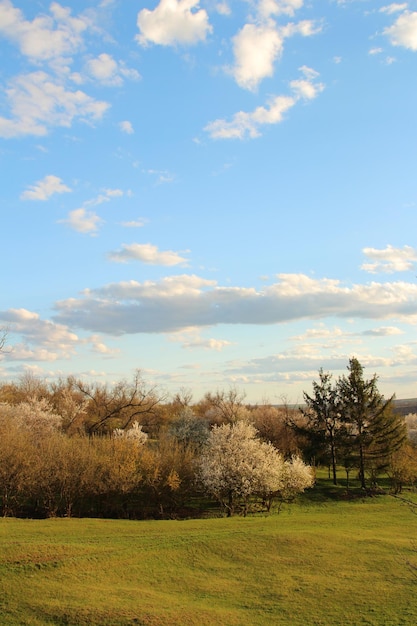 a field with a field and a tree with a sky background