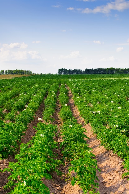 Un campo con patate in fiore su uno sfondo di cielo blu.