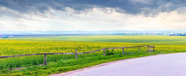 Field with flowering rapeseed and picturesque sky in sunny weather, wooden fence near the field with flowering rapeseed