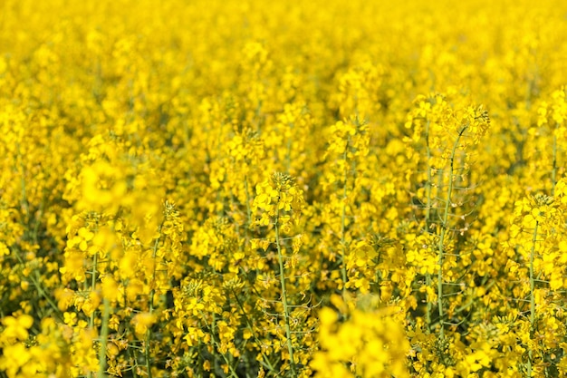 Field with the flowering yellow flowers of rape