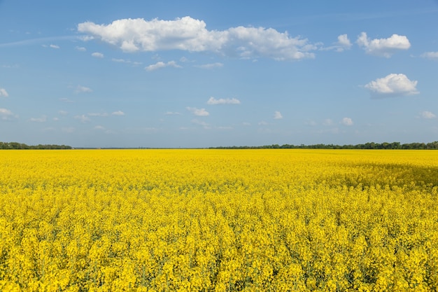 Field with the flowering yellow flowers of rape