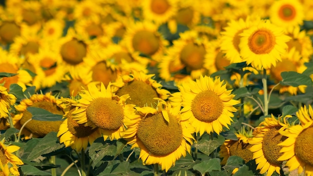 꽃이 만발한 노란 해바라기가 있는 들판. 농업, 농업 및 수확의 개념입니다. 해바라기 기름 광고
