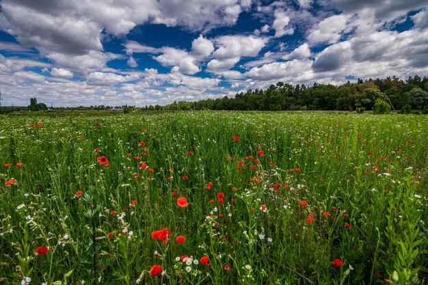 Field with flowers in mountain valley Natural summer landscape during sunset