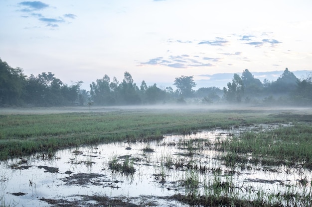 Foto un campo con un cielo nebbioso sullo sfondo