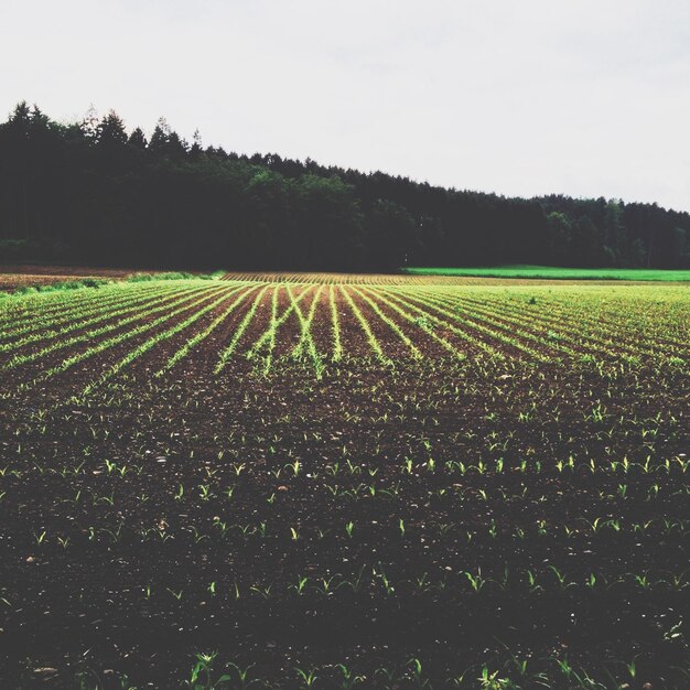 Photo field with forest in background