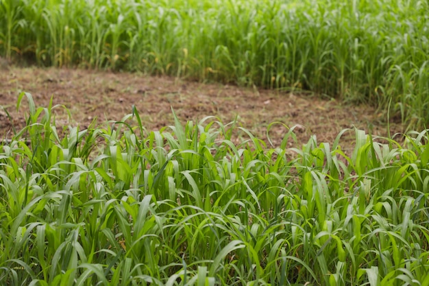 Field with fresh crops