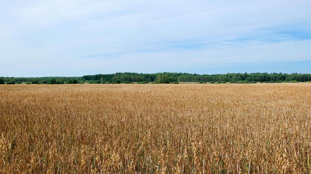 A field with golden ears of oats against the backdrop of a green forest on a sunny day.