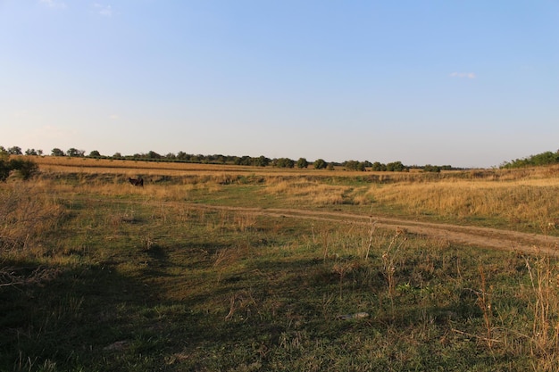 A field with grass and trees