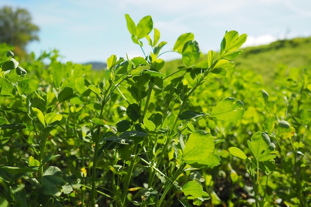 Field with green clover organized planting of clover clover trifolium a genus of plants in the