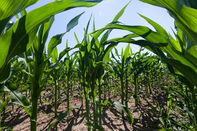 A field with green corn from which it is planned to get a large harvest of sweet corn, young green immature corn in the field