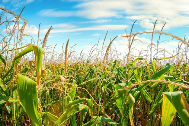 Field with green corn