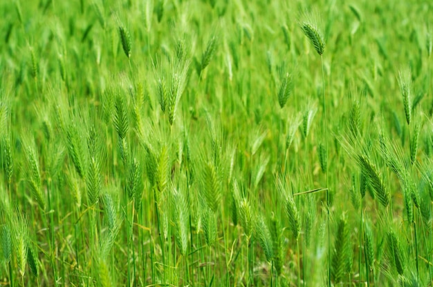 Field with green ears at spring time, soft focus