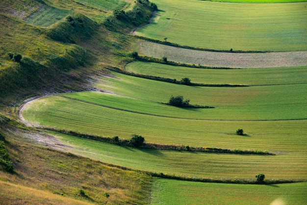 A field with green fields and a few bushes