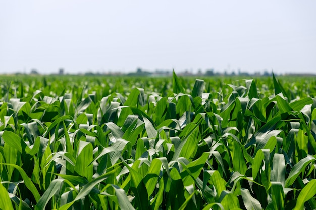 Field with green fresh corn shoots (Selective Focus) North of italy