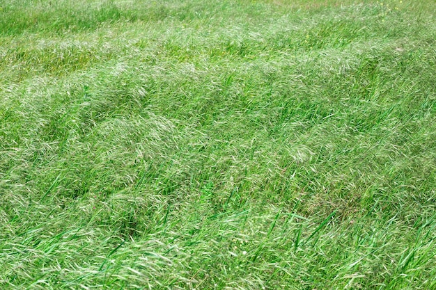 Field with green grass swaying in the wind natural plant calm background