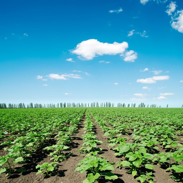 Field with green little sunflowers and blue sky