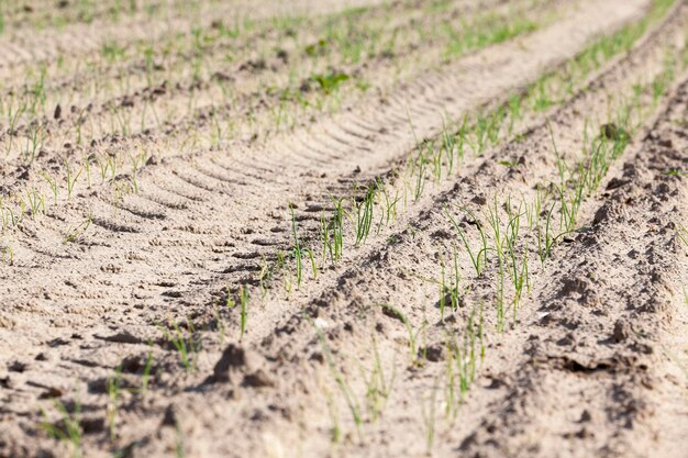 Field with green onions