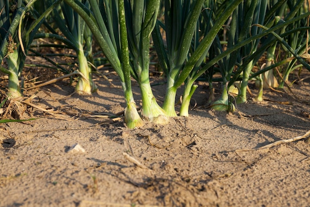 Field with green onions