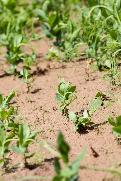 Field with green peas