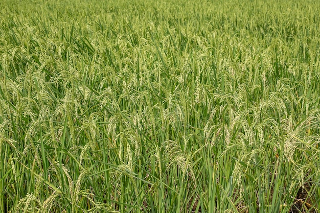 Field with green rice stalks Ubud island Bali Indonesia Closeup green rice terraces