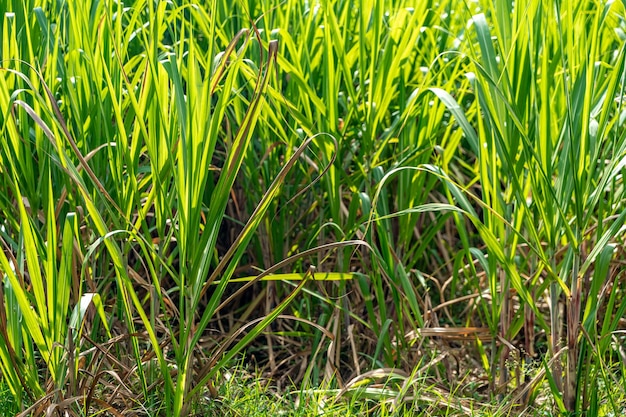 Field with green sugar cane plants