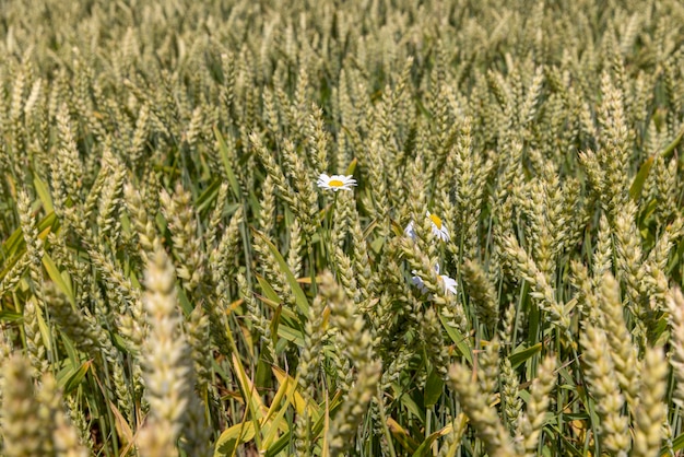 A field with green unripe cereal wheat