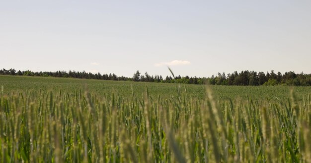 夏の緑色の未熟な穀物の畑