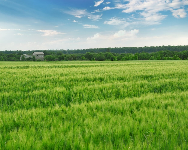 Field with green wheat and blue sky with forest