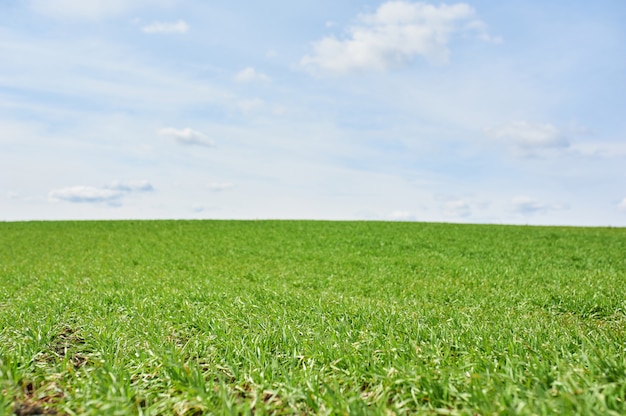 Field with green wheat and blue sky