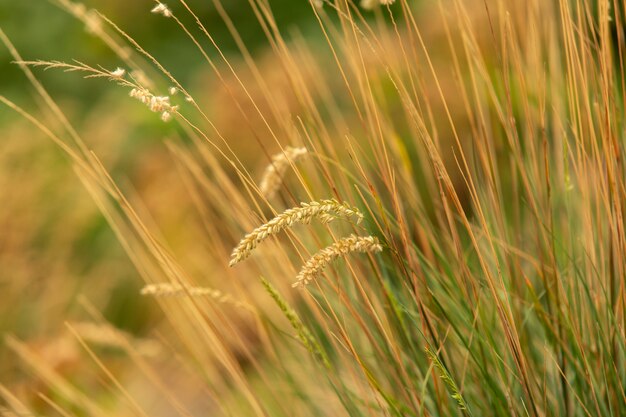 Field with green and yellow grass, closeup of a golden wheat. Spring is coming, the season starts.