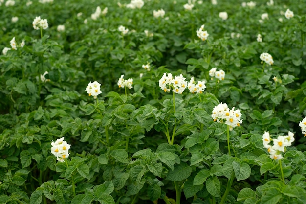 A field with growing sweet potatoes in the flowering season