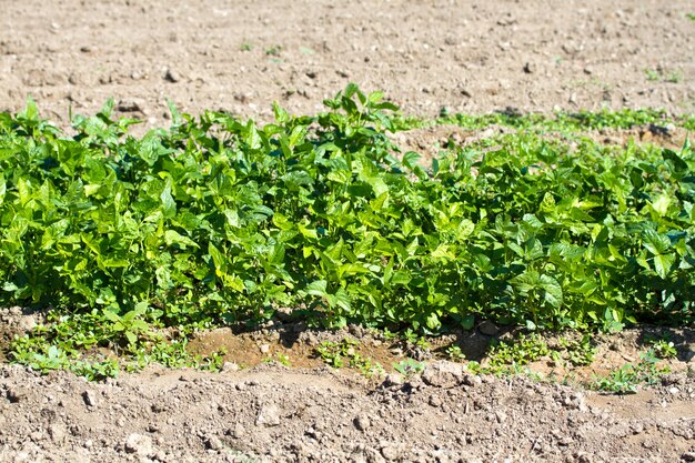 Field with growing vegetables