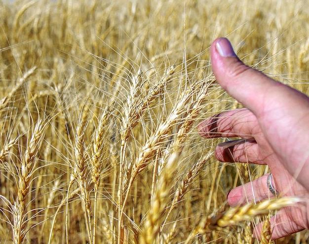 Field with growing wheat harvesting