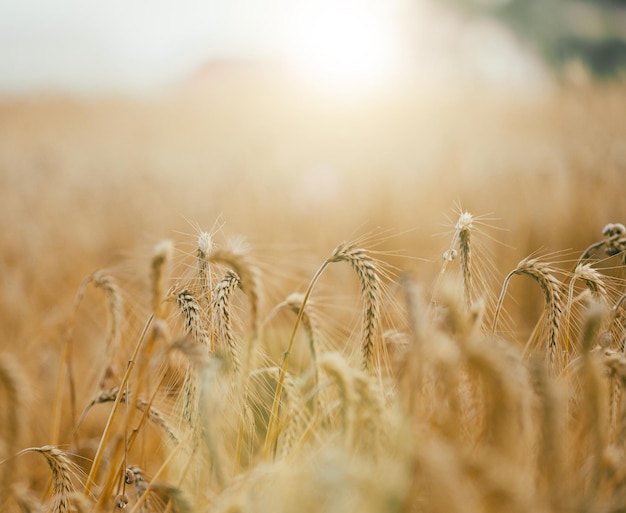 Field with growing yellow ripe wheat on a summer day. Bright rays of the sun