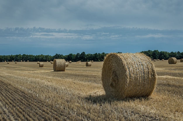 Field with haystacks in clear sky