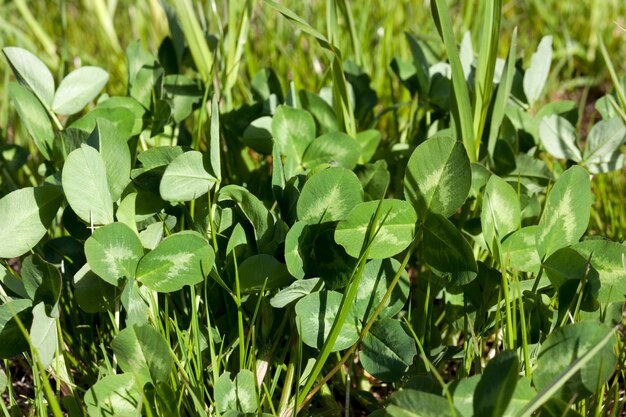 Field with a helen clover