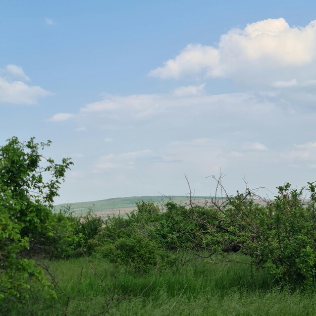 A field with a hill in the background and a blue sky with clouds.