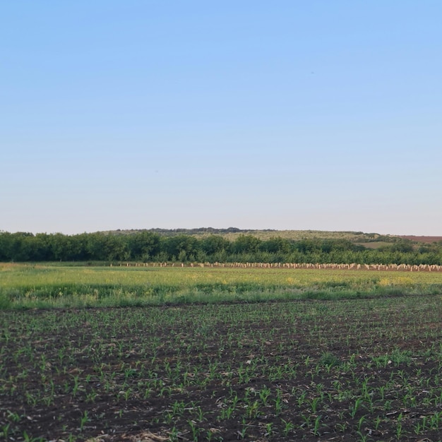 A field with a hill in the background