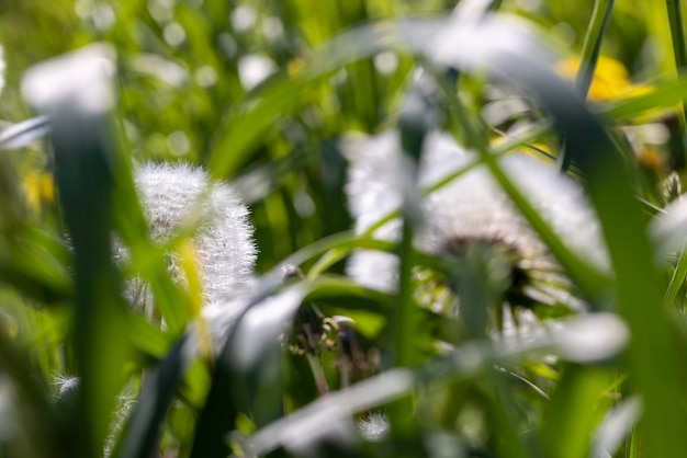 A field with a large number of dandelions in the summer