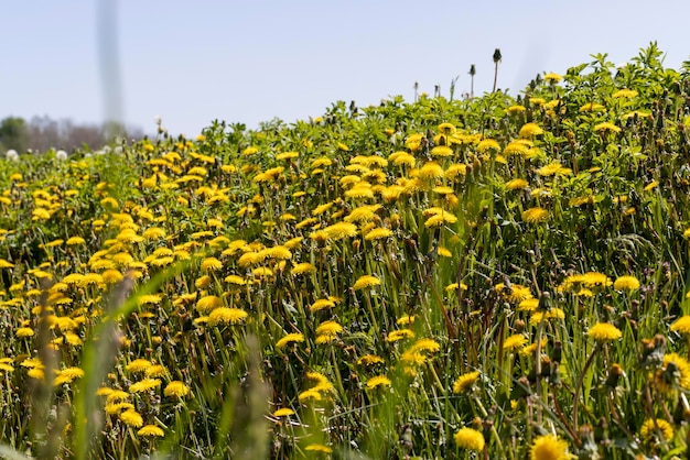 A field with a large number of dandelions in the summer