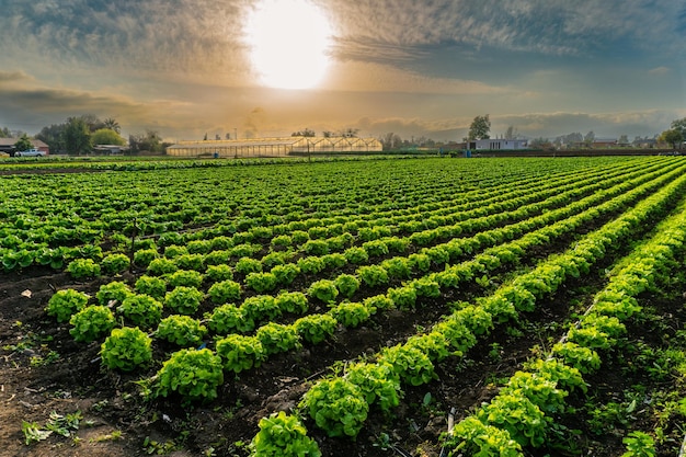 field with lettuce in rows inside a farm