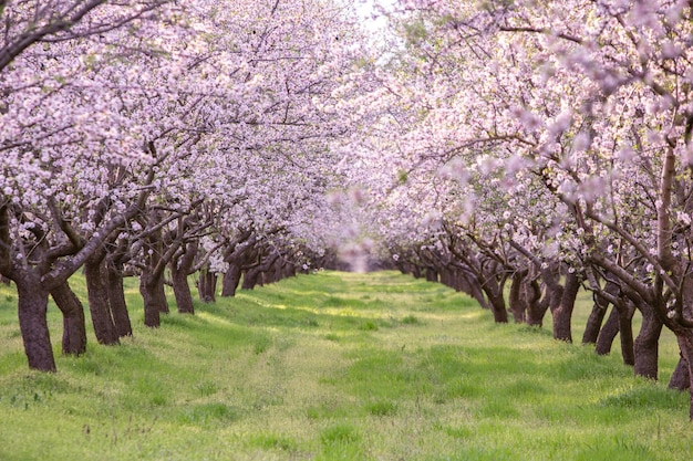 桜の花の文字が書かれた木の列の畑