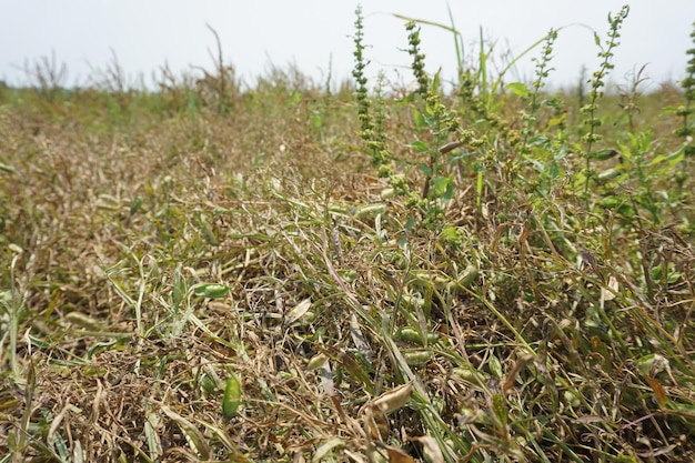 a field with a lot of grass and weeds that say  wild