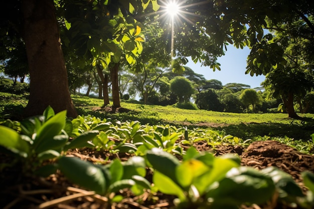 たくさんの植物や木々が茂る野原