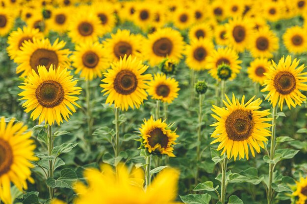 Field with many blooming sunflowers summer concept