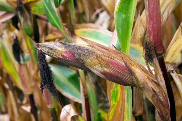 Field with mature corn