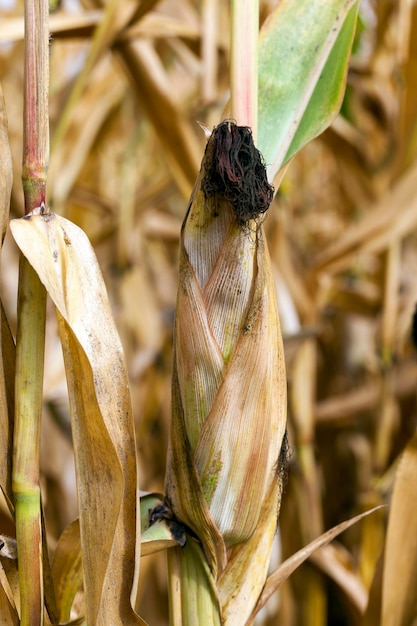 Field with mature corn